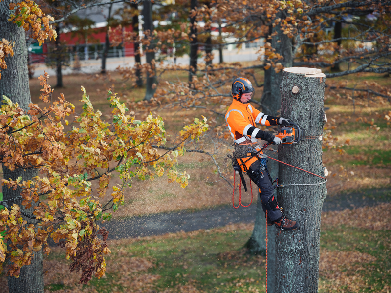 Пила Husqvarna 550iXP 970745815 фото